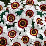 100 Painted Daisy Flower Seeds Grow Chrysanthemum Painted Daisy Flowers Daisies