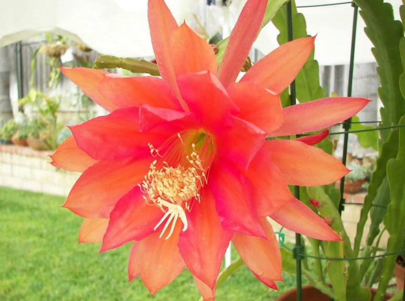 Orange epiphyllum orchid cactus flower with open petals and green stem segments