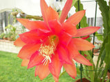 Live Orange Epiphyllum Orchid Cactus Ð 8-10" Tall Ð Cutting Ð Fresh Ð No Pot Orchids