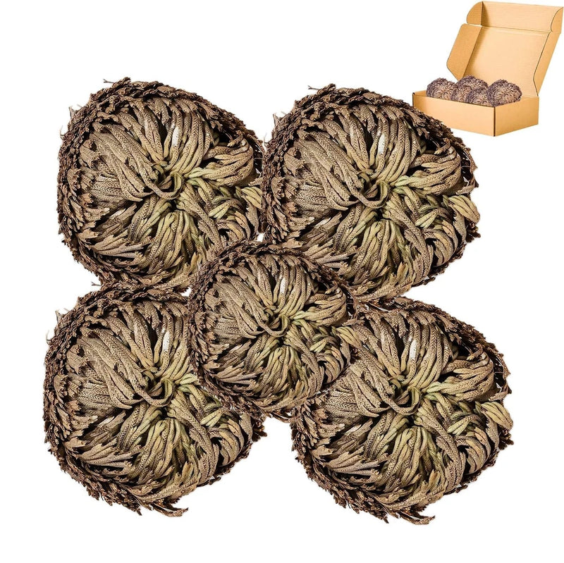 5 Pack Big 3.5" Rose of Jericho Resurrection Plants, Flor de Jerico Yellow Green Plant