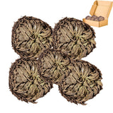 5 Pack Big 3.5" Rose of Jericho Resurrection Plants, Flor de Jerico Yellow Green Plant