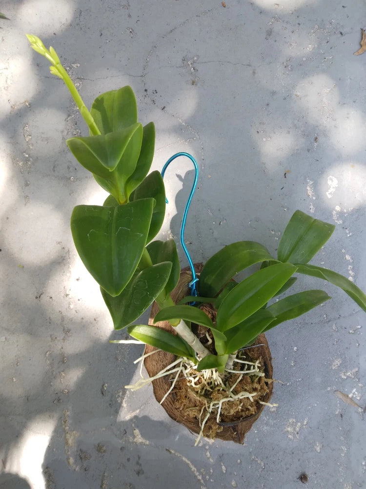 Orchid Dendrobium mounted on coconut or potted Mad Happenings hanging Plant Orchids