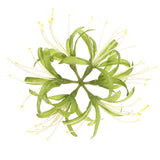 Artificial Flower Heads (7 Inch, Green) 1 PCS - Spider Lily Silk Flowers Lily