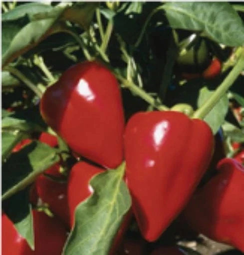 25 + seeds Apple sweet pepper garden planting  food extreme sweetness Garden Plants