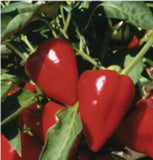 25 + seeds Apple sweet pepper garden planting  food extreme sweetness Garden Plants