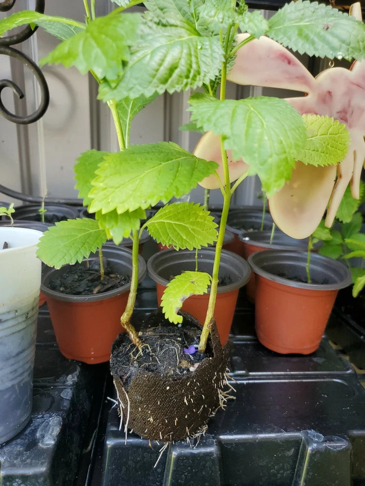 Butterfly flower plant with roots in terracotta pots, green leaves