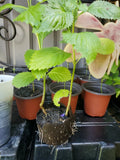 1Blue Porterweed  cayennensis plant w/roots butterfly flower garden Garden Plants