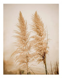 Elegant Nature Wall Art Poster - Pampas Grass Decor Premium Quality Pampas Grass