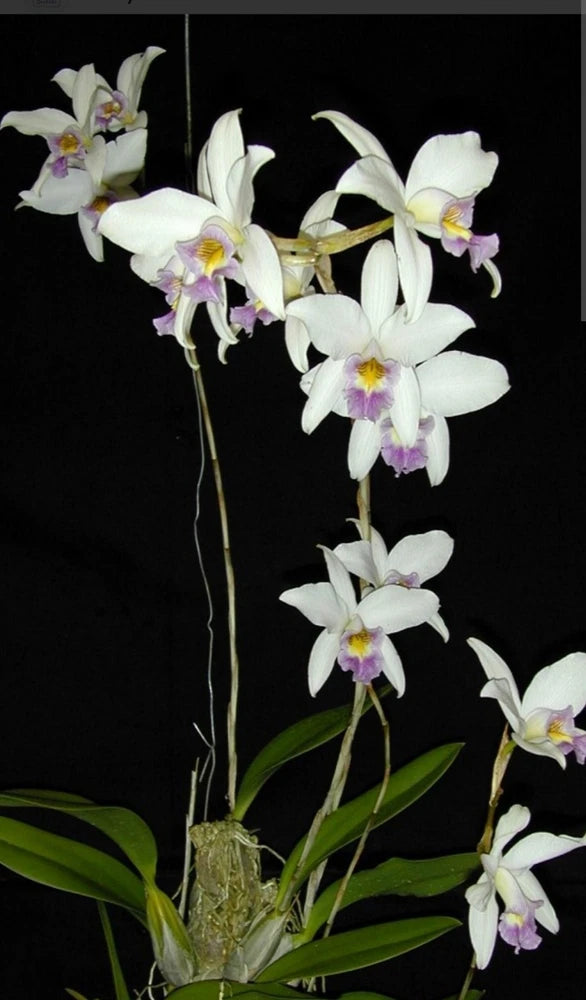 Fragrant white and purple orchid live plant with long flower spike and green leaves