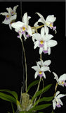 In Spike Laelia Anceps var veitchiana Fragrant Orchid White Purple Live Plant Orchids