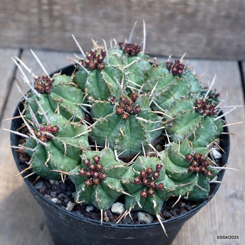 D660 EUPHORBIA MELOFORMIS pot14-H6-W14 cm MaMa Cactus Green Plant