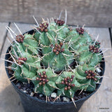 D660 EUPHORBIA MELOFORMIS pot14-H6-W14 cm MaMa Cactus Green Plant