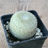 D6402 MAMMILLARIA ELEGANS pot7-H5-W5 cm MaMa Cactus Green Plant
