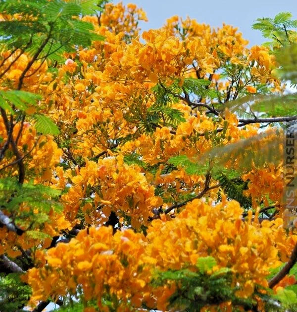 Yellow Flamboyant (Delonix Regia) | 10 Seeds | Rare Royal Poinciana Tree Orchids
