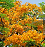 Yellow Flamboyant (Delonix Regia) | 10 Seeds | Rare Royal Poinciana Tree Orchids