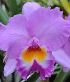 Purple orchid bloom with orange-yellow center, close-up flower head