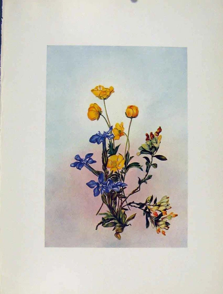 Original Old Antique Print Ranunculus Gentiana Polygala Flowers Plant Sketch Ranunculus