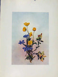 Original Old Antique Print Ranunculus Gentiana Polygala Flowers Plant Sketch Ranunculus