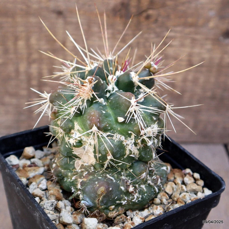 D2925 FEROCACTUS FLAVOVIRENS X RODANTHUS MONSTER pot10-H9-W8 cm MaMa Cactus Green Plant