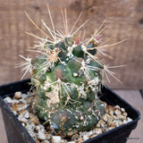 D2925 FEROCACTUS FLAVOVIRENS X RODANTHUS MONSTER pot10-H9-W8 cm MaMa Cactus Green Plant