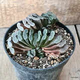 D5612 HAWORTHIA TRUNCATA pot14-H7-W15 cm MaMa Cactus Green Plant