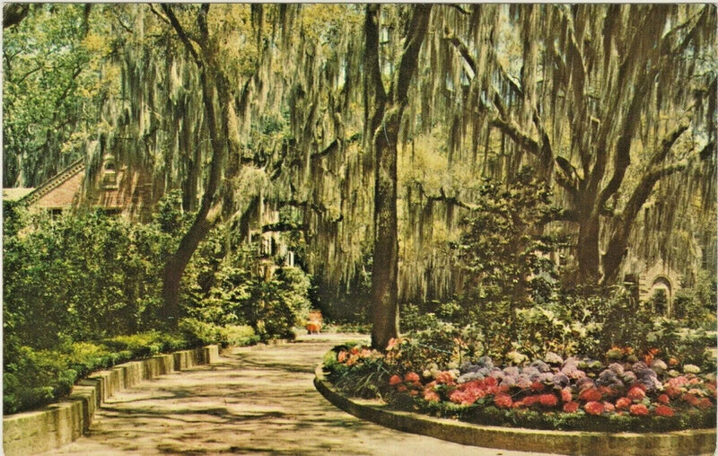 Beautiful Hydrangeas framed with Spanish Moss, "Made in Winter Haven, Florida" Hydrangea