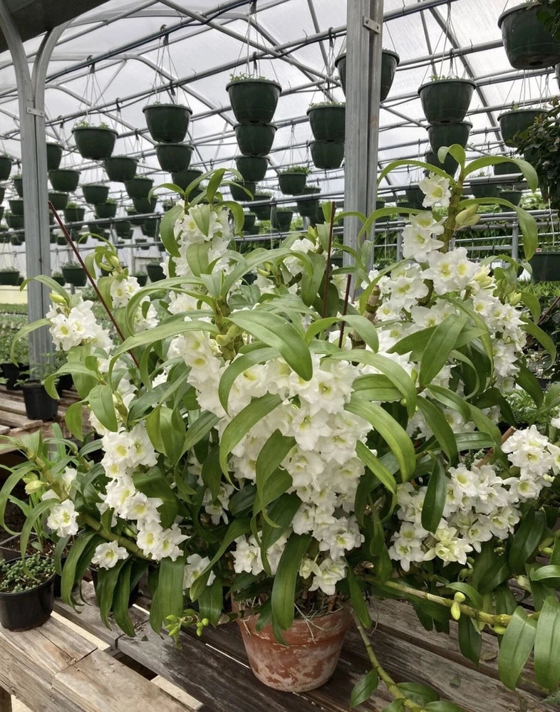 Nobile Dendrobium ÔSpring ValkyrieÕ Rooted Stem Orchids