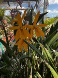 Yellow orchid plant with several star-shaped blooms and green leaves