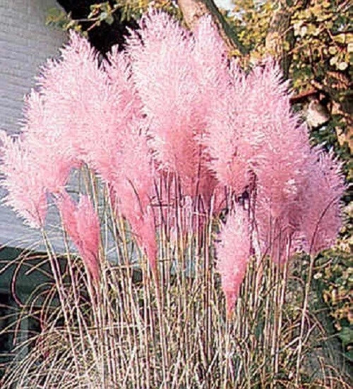 200 Pink (Pampas Grass) (Aka Pink Feather) Seeds Pampas Grass