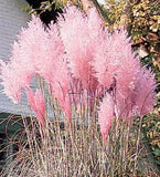 200 Pink (Pampas Grass) (Aka Pink Feather) Seeds Pampas Grass