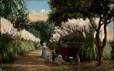Pampas Grass in California Edwardian woman antique car c1910 b525 Pampas Grass