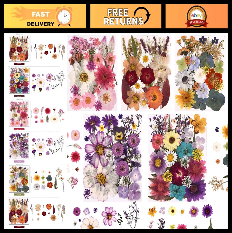 Pressed dried flowers and leaves assortment, multicolor blooms and foliage on a card