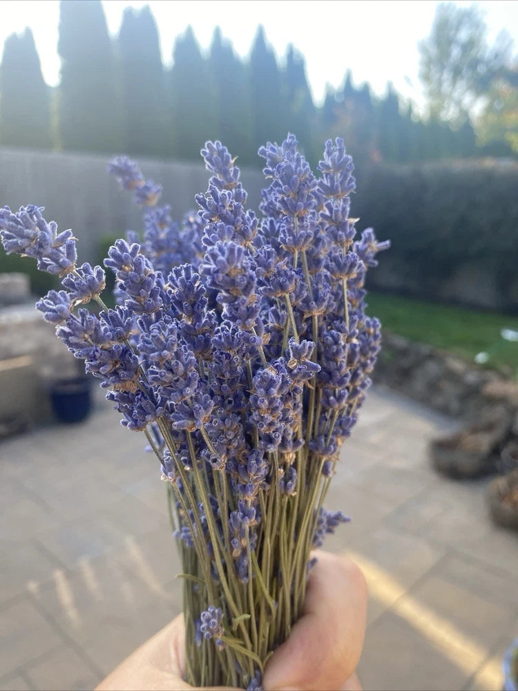 Lavender dried flower bundle with purple clustered blooms and green stems