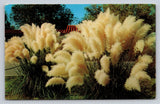 Pampas Grass Ornamental Shrub Vintage Postcard McAllen Texas Don R. Bartels Pampas Grass