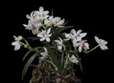 Holcoglossum subulifolium X Holcoglossum flavescens Seedling Orchid Hybrid 2Ó Pt Orchids