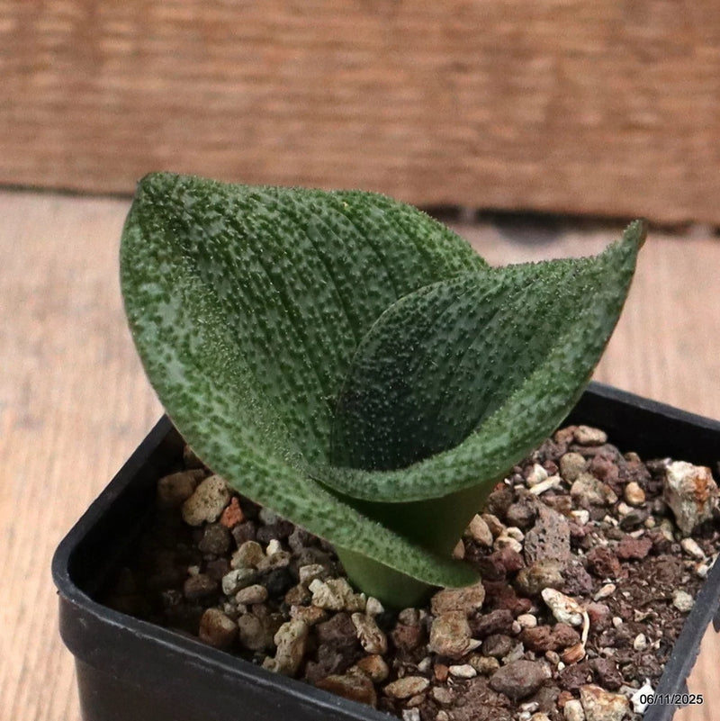 D7295 MASSONIA PUSTULATA pot7-H6-W6 cm MaMa Cactus Green Plant