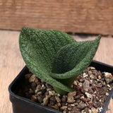 D7295 MASSONIA PUSTULATA pot7-H6-W6 cm MaMa Cactus Green Plant