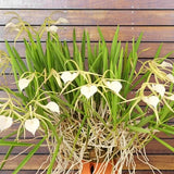 (630-3) B.Little Stars     Fragrant     MS  Fragrant Orchids