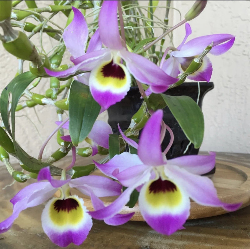 Purple orchid flowers with white centers and yellow-red throats, potted plant