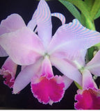 Orchid live Species Cattleya labiata - bare root Orchids