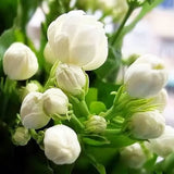 100+ Climbing Jasmine Flower Seeds Fragrant Plant for Planting Garden Home Garden Plants