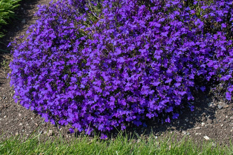 200 CRYSTAL PALACE Purple BLUE LOBELIA REGATTA Erinus Flower Seeds *Comb S/H Flowering Plants