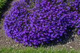 200 CRYSTAL PALACE Purple BLUE LOBELIA REGATTA Erinus Flower Seeds *Comb S/H Flowering Plants