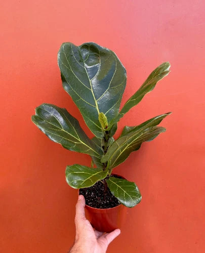 Large leaf fig in small terracotta pot with glossy dark green leaves
