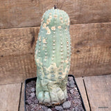 D3796 MATUCANA MADISONIORUM pot14-H24-W10 cm MaMa cactus Green Plant