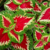 20 Pcs/Lot Coleus seeds DIY home garden Garden Plants