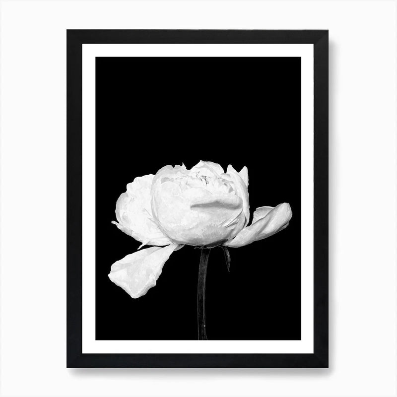 Framed black-and-white peony flower wall art print with single bloom and petals.