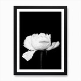 Black and White Peony Flower Art Pr Framed Wall Art Poster Canvas Print Picture Peony