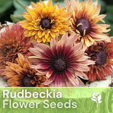 Antique Mix Rudbeckia Seeds 125+ Seeds Annual Flower Seeds Garden Garden Plants