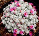 7-8cm Big Cactus Plant Mammillaria Humboldtii Potted Home Garden Flowering Cacti Flowering Plants